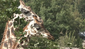 Zoo Jihlava má nové žirafy. Přivítání sledovaly stovky návštěvníků