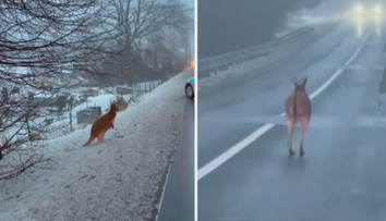 VIDEO: Českolipští policisté chytali klokana Kevina. Pořádně se zapotili