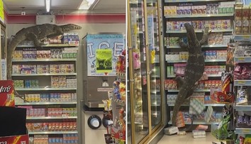 Žena vyrazila do obchodu. Stejný nápad měl i dvoumetrový varan