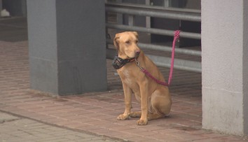 Paní Vlasta chce ohromit svět. Vynalezla speciální psí čekárnu