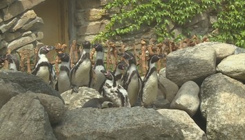 Tučňáci ve zlínské zoo dostali nový výběh. Okamžitě si ho oblíbili
