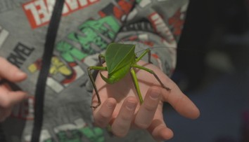 Moravské zemské muzeum zve na novou výstavu hmyzu