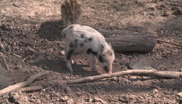 V Brně se narodilo netradičně zbarvené selátko. Chodí se na něj dívat celé okolí