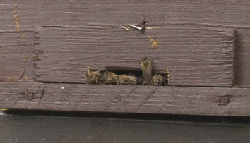 Objevila se nebezpečná včelí nákaza. Veterináři vyhlásili ochranné pásmo