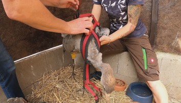 Zraněných zvířat na silnicích přibývá, včetně kriticky ohrožených druhů