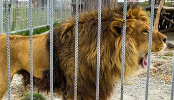 VIDEO: Lidé v zoo nevěřili svým očím. Mladík vlezl do lvího výběhu, přišel o život