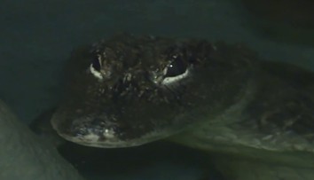 Jihlavská ZOO si k Vánocům nadělila vzácného aligátora