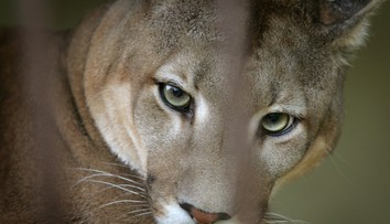 Puma je dál na útěku. Šelmu viděli na dalších místech