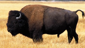Horor na výletě v Yellowstonském parku. Turistku nabral na rohy bizon