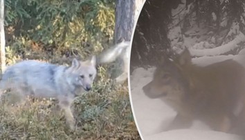 VIDEO: Vlci procházejí obcí. Roztrhali tam už několik ovcí