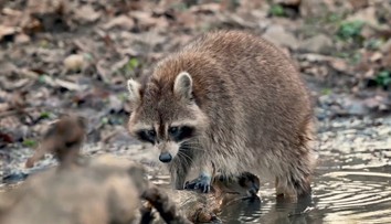 Ostravskou zoo trápí mývali. Plundrují krmítka i ptačí hnízda