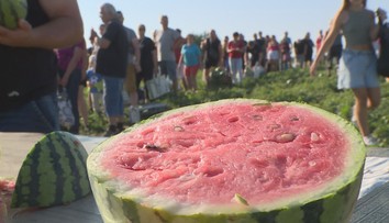 Čechy lákají samosběry melounů. Můžou za to drahé potraviny