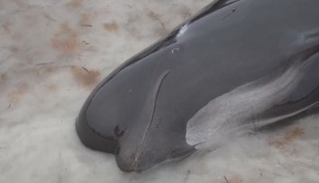 V Austrálii se rozhodli usmrtit desítky velryb. I přes snahu dobrovolníků