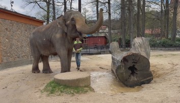 Liberecká zoo končí s chovem slonů. Samice Bala zamíří do Velké Británie
