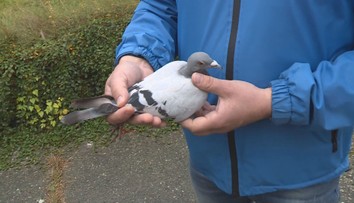 Holub z Polska zabloudil do Pardubic. Teď je v rukou odborníků