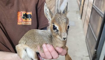 Česká zoo má roztomilý přírůstek. Narození takového mláděte je vzácnost