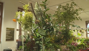 Českobudějovická výstava exotických rostlin: Lákadlem jsou orchideje a masožravky
