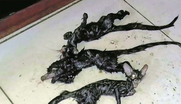 Hlava kočky, tělo potkana: Ve spíži našli hrůzostrašné kreatury!