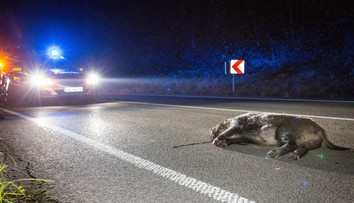 Řidiči srazí desetitisíce zvířat. Pod koly aut hynou i vzácné druhy