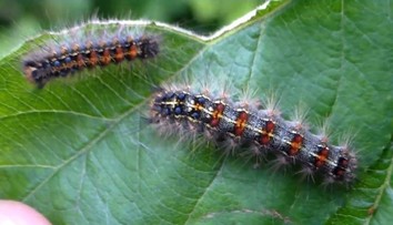 Nebezpečné housenky v Česku! Jejich toxin může zabít i člověka