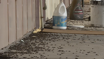 VIDEO: Cvrčci na každém rohu. Otravný hmyz zamořil celé město