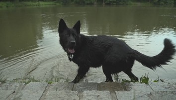 Posun v případu úmrtí psů na Lipně. Stojí za ním možná sinice