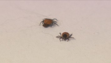 Čeští vědci udělali zásadní objev o klíšťatech. Může otevřít cestu k nové vakcíně