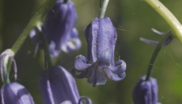 Známý les v Belgii pokryly hyacinty. K vidění bývají pouhé tři týdny