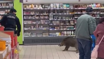 VIDEO: V supermarketu chytali divoké prase. Málem zranilo malé dítě