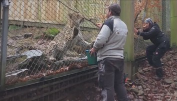 Vzácní levharti budou v Rusku vypuštěni do volné přírody