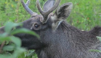 Los Emil je opět v kondici, zatím zůstává na Šumavě. Nechte ho v klidu, radí experti