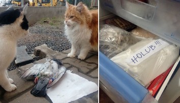 Mrtvolku si uložil do mrazáku! Muž pátrá po majiteli padlého holuba