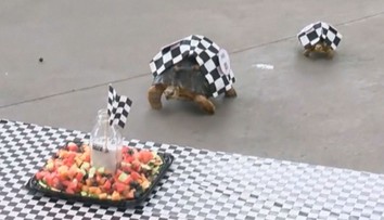 VIDEO:  Je toto nejpomalejší závod? Takhle to dopadá, když formule nahradí želvy