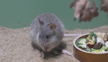 Klokaní mládě v brněnské zoo začalo objevovat svět. Spatřit ho je ale o štěstí