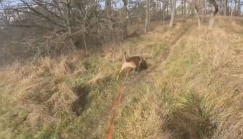 Rekordně rychlé zadržení podezřelého z krádeže v Orlové. Pomohl i služební pes