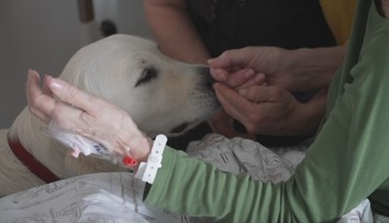 Zlínská nemocnice hledá speciálně cvičené psy. Chce léčit kontaktem se zvířetem