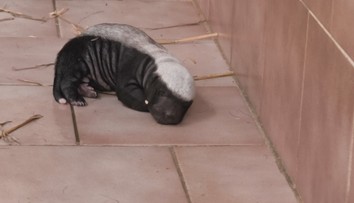 Zoo ve Dvoře Králové nad Labem slaví úspěch. Narodilo se tam mládě medojeda