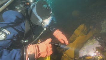 Přelomový objev v oceánu. Vědci našli tvora s látkou, která ničí rakovinné buňky