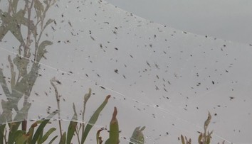 Austrálie se potýká se stěhováním pavouků, kontinent pokryly pavučiny