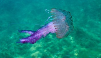 Pláže v Chorvatsku zaplavily medúzy. Mohly by ohrozit turistickou sezónu