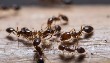 Domácnosti zamořili mravenci a moli! RADY, jak se jich zbavit