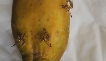 Do Česka se dostaly exotické mouchy. Pokud se rozmnoží, mohou zničit úrodu