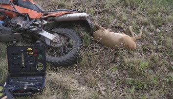 Nehoda, jaká se stane jednou za pár let. Motorkář se srazil se srnkou, nepřežila