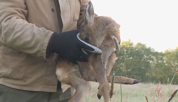 Drony nově pomáhají zemědělcům. Pomocí termovize odhalují srnčata