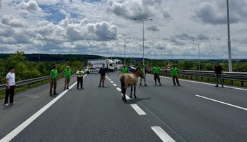 Pražské zoo utekl kůň Převalského. Museli ho nahánět po dálnici