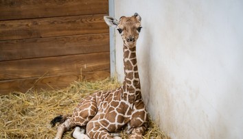 Zoo Dvůr Králové slaví! Po 12 letech se tam narodila ohrožená žirafa síťovaná