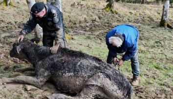 Krasličtí strážníci pomohli zachránit život krávě. S farmářem ji tahali z bahna