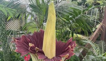 Botanická zahrada v San Francisku praská ve švech. Vykvetl tam zmijovec titánský