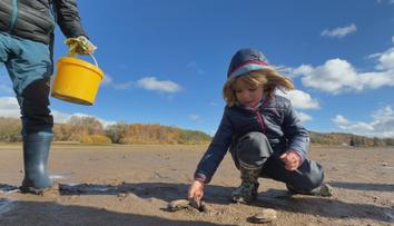 Na Lipně zachraňují škeble. Kvůli nízké vodě jim hrozí uhynutí na souši