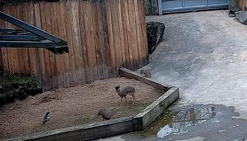 Nezvaná návštěva v pražské zoo. Nejmenší antilopy světa si s ní hravě poradily